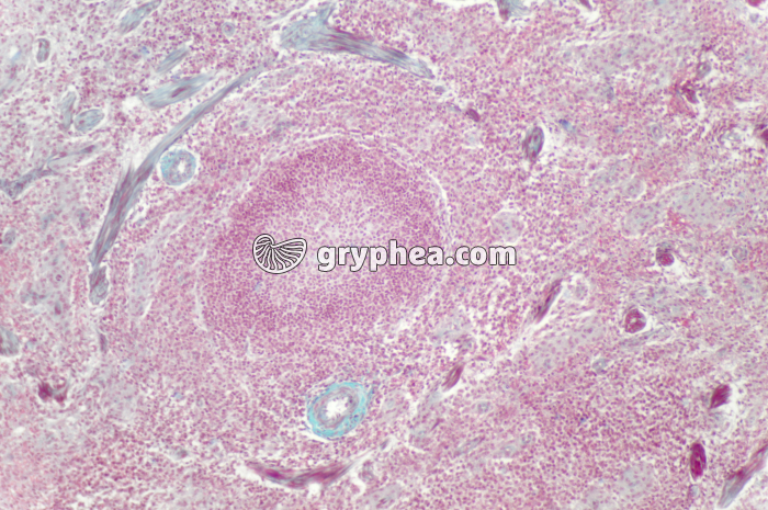 Rate x40 - gryphea.org